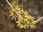 Hamamelis mollis Toverhazelaa